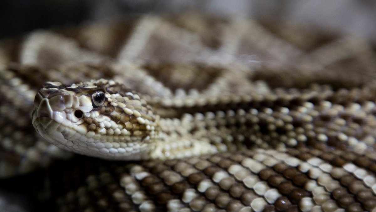 Un ejemplar de cascabel.