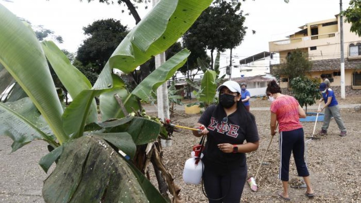 Daniela Inga, egresada de Agronomía, ayuda a salvar un árbol de la plaga la cochinilla en el parque del 8, en la tercera etapa de la Alborada.