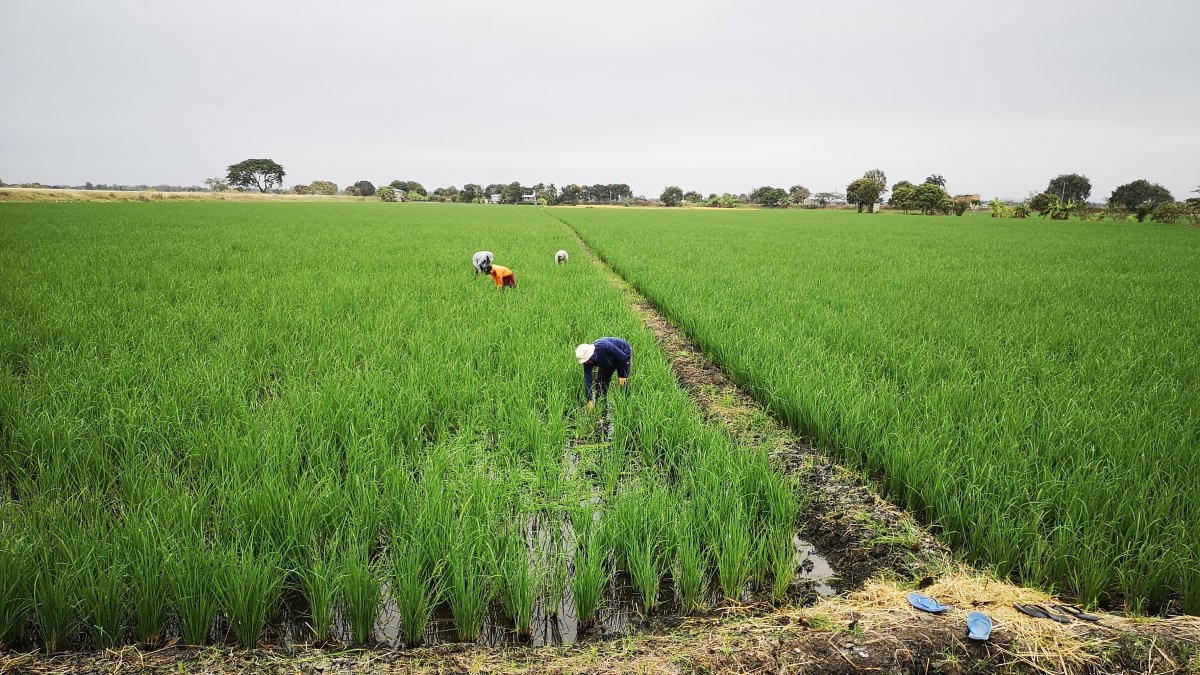 Situación. En Salitre está por salir la cosecha, pero aun cuando haya buena producción, los precios no compensan la inversión.
