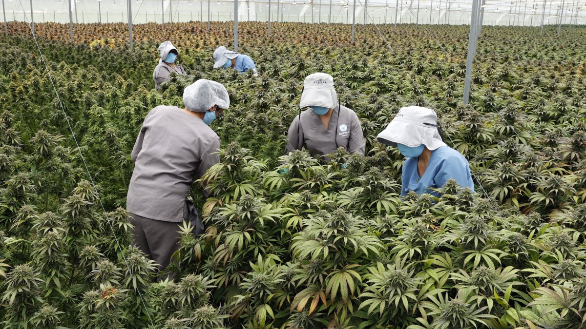 cultivo de plantas de cannabis.