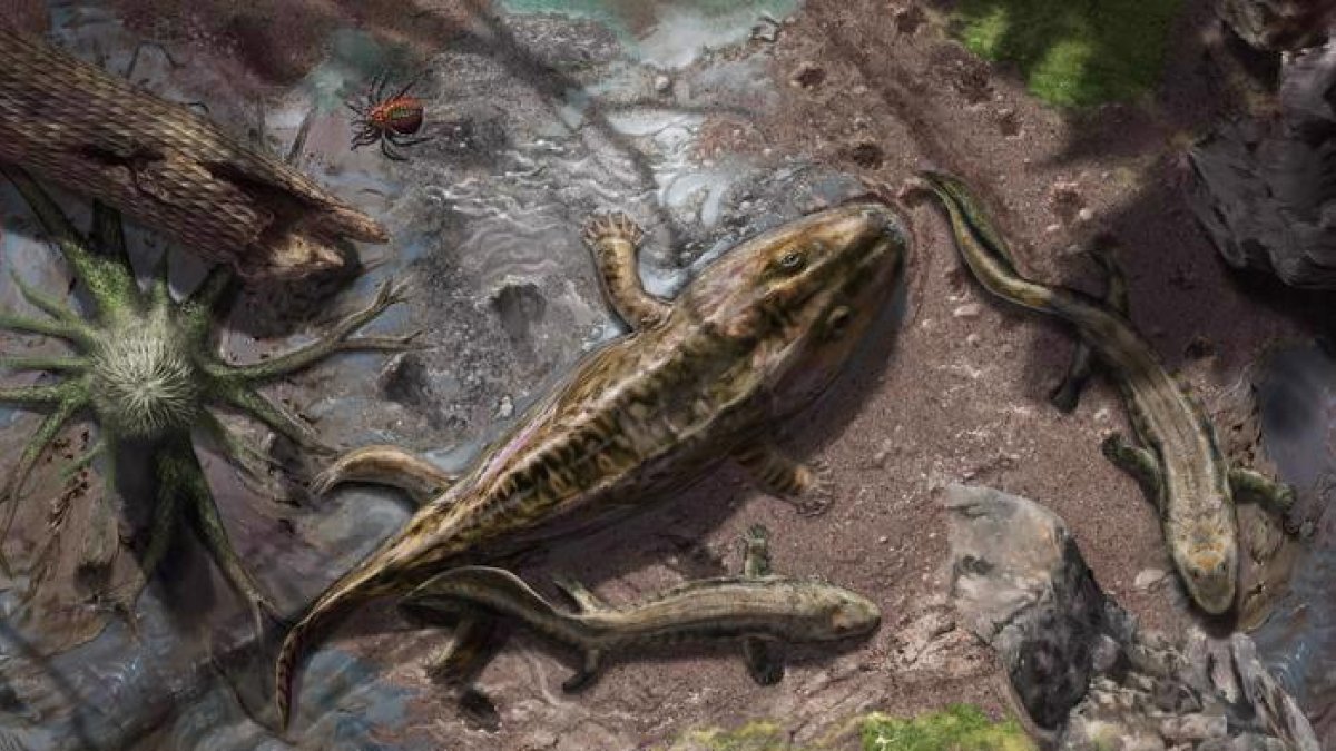 Representación artística de dos tetrápodos primitivos del Devónico Tardio saliendo del agua para desplazarse por la tierra. EFE/Davide Bonadonna.