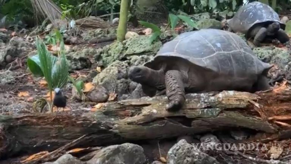 El vídeo se filmó en julio del año pasado en los bosques de la isla de Frégate (Seychelles).