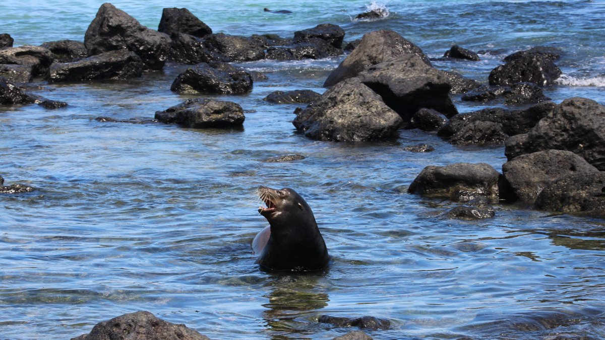 Declaradas en 1978 como Patrimonio de la Humanidad de la Unesco, el archipiélago se sitúa a unos mil kilómetros al oeste de las costas continentales de Ecuador.