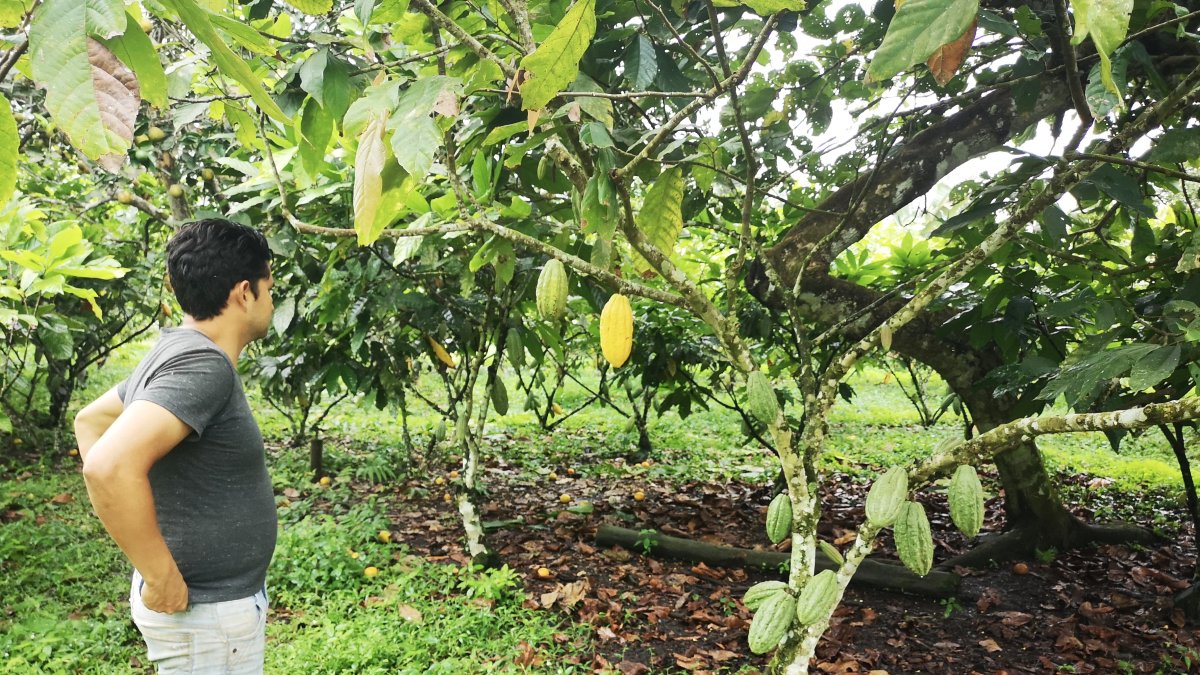 El cacao se siembra en varias zonas. Los clones dan resultados.
