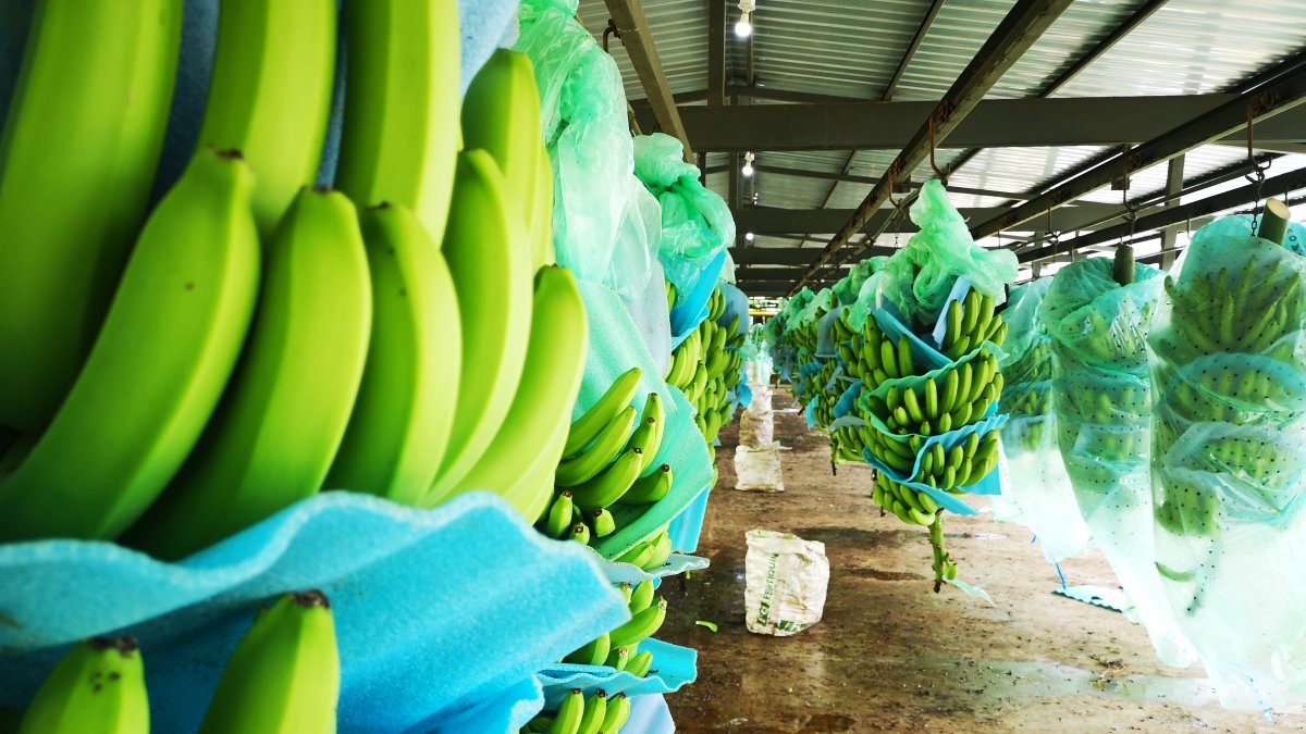 El banano tuvo un bajón en algunos mercados.