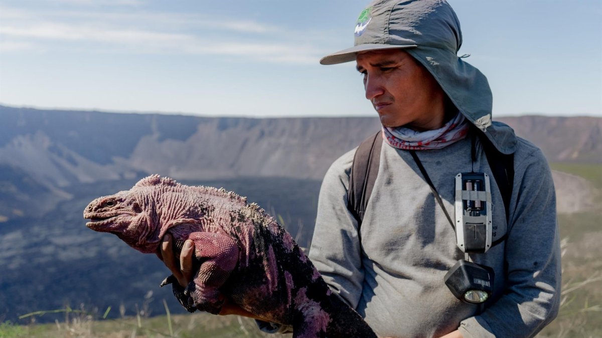 Fotografía cedida este viernes por el Parque Nacional Galápagos que muestra una iguana rosada el 6 de agosto de 2021, en la isla de Santa Cruz, en los Galápagos (Ecuador).