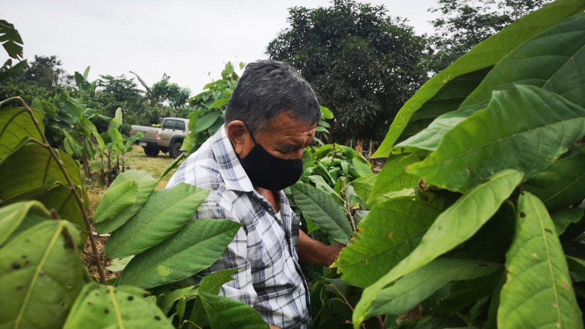 Asesoría. Franklin Borbor enseña cómo realizar una poda, qué ramas cortar y cómo hacerlo.