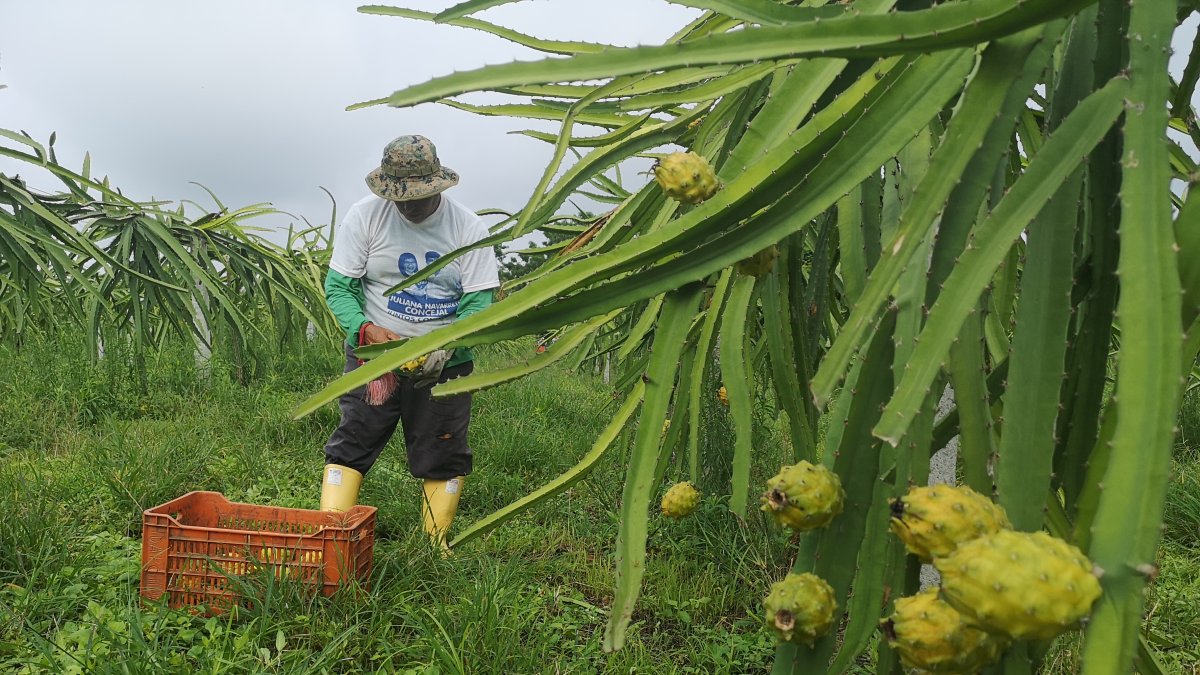 La pitahaya es un producto que tiene portencial.