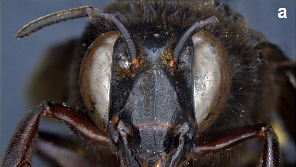 La abeja de las orquídeas encontrada en un sector de la provincia de Los Ríos. El estatal Instituto Nacional de Biodiversidad anunció el hallazgo del primer caso de una abeja andrógino.