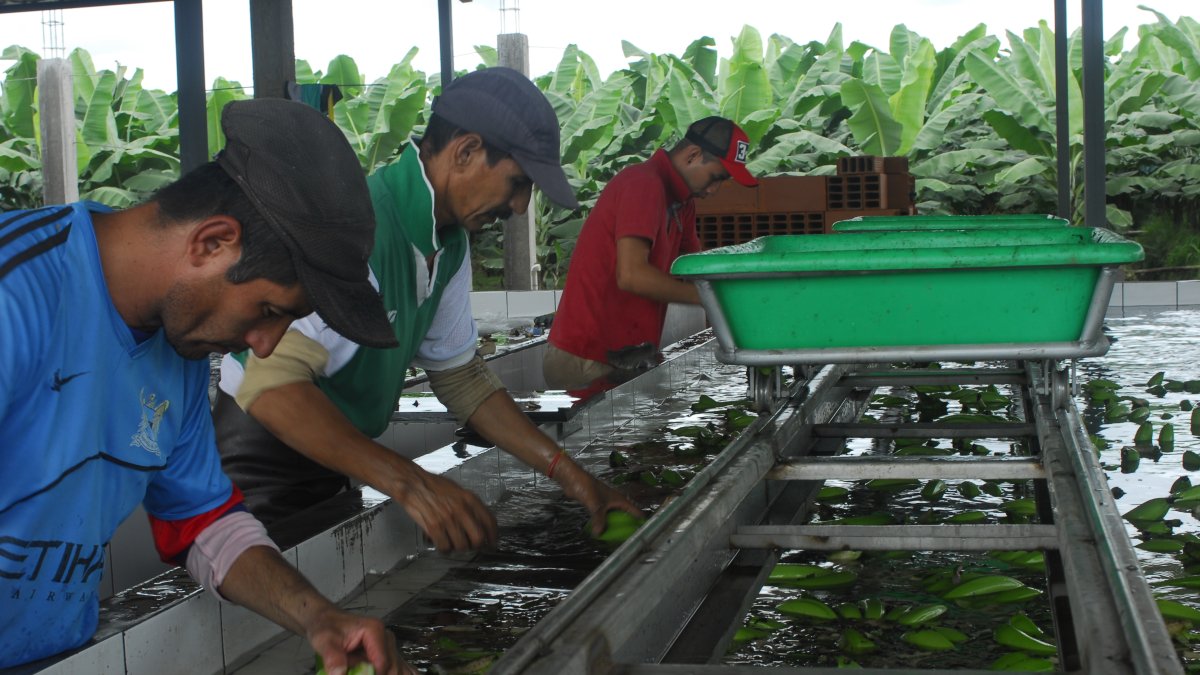 Los bananeros quieren que se reduzcan los aranceles.
