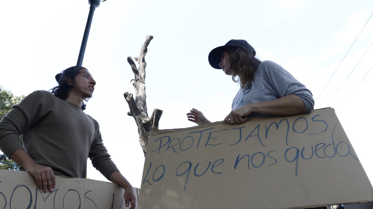 Miraflores. Así quedó el árbol tras la acción ejecutada la noche del domingo.
