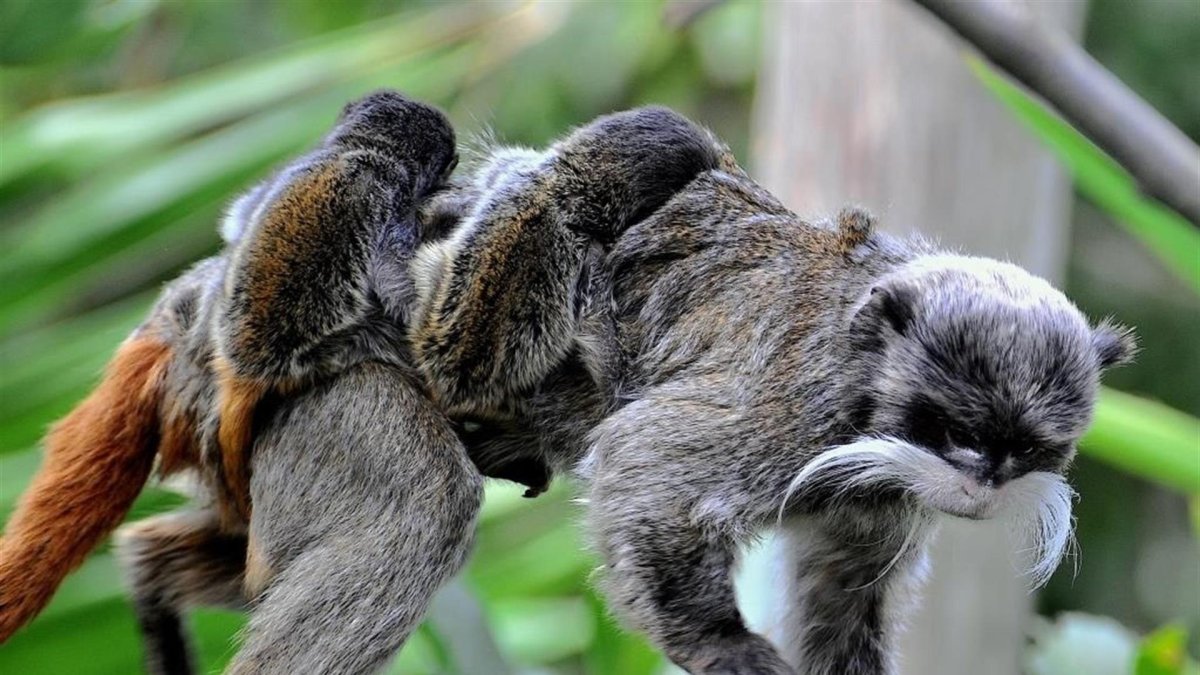 Imagen cedida por el Bioparque de Roma/ Massimiliano Di Giovanni.