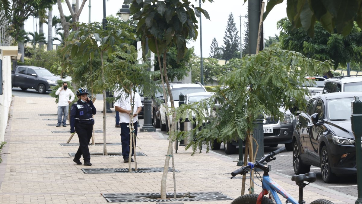 Puerto Santa Ana. En enero fueron talados seis árboles que daban la bienvenida al área.