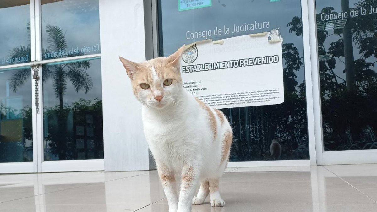 Los animales que viven en los exteriores del Complejo Judicial reciben los cuidados de un grupo de trabajadoras.