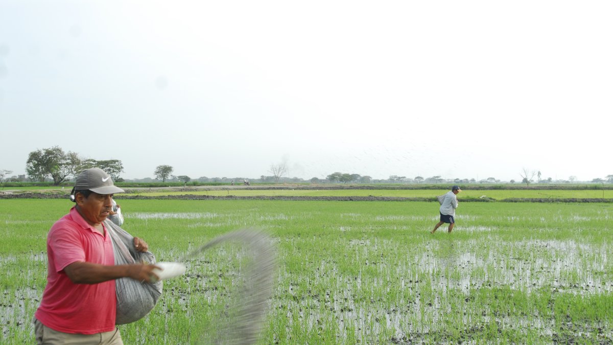 El arroz necesita varios tipos abonos.