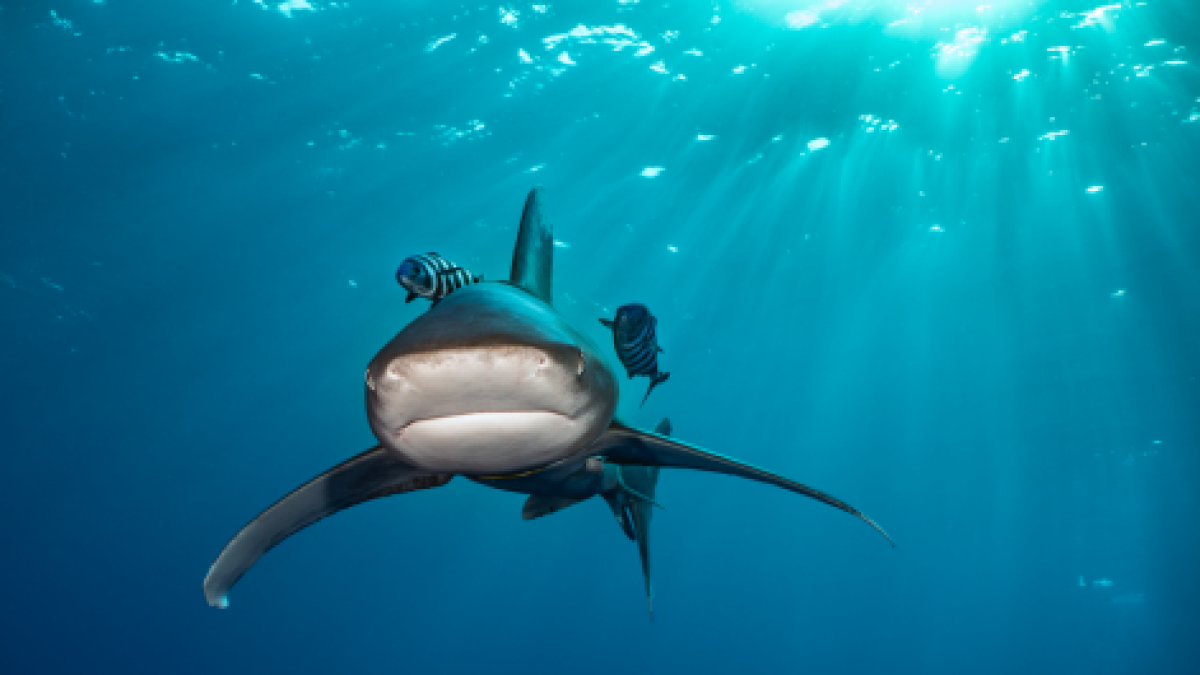 Tiburones, rayas y quimeras, en riesgo de extinción “sin precedentes”.