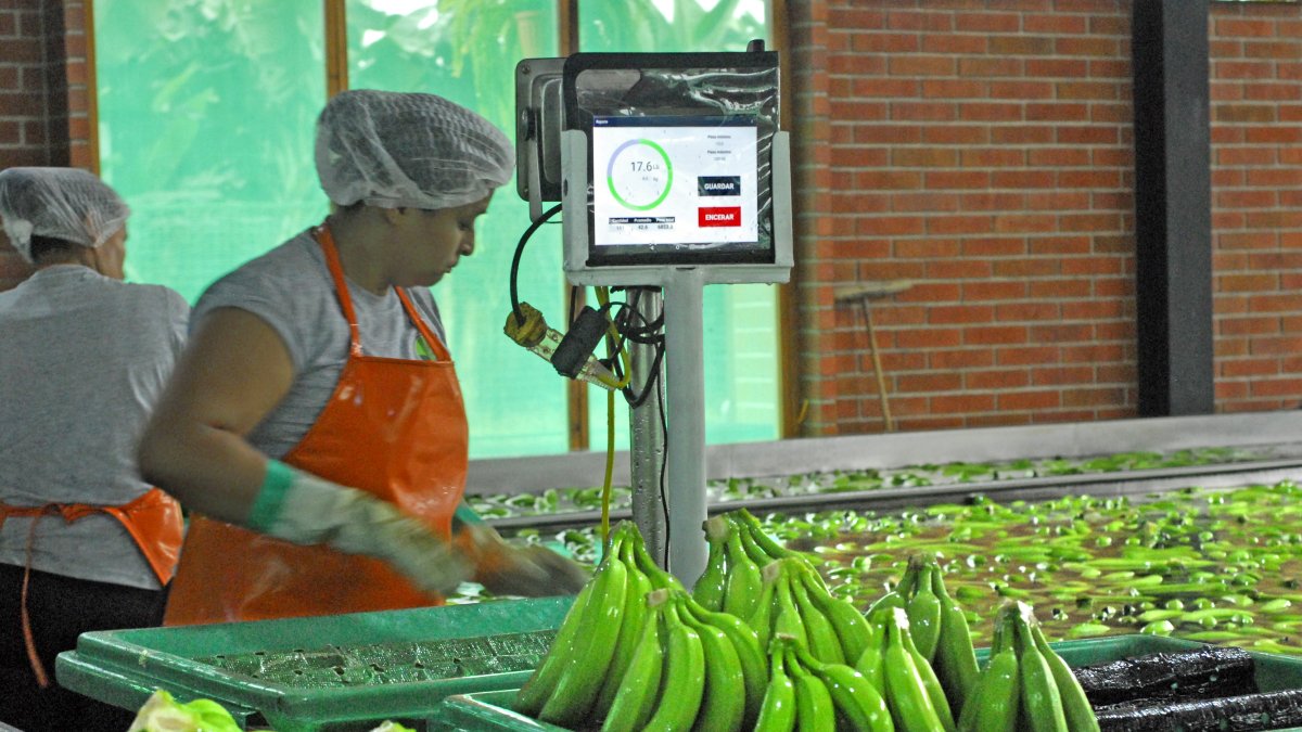 Sector bananero de países de Latinoamérica pide corresponsabilidad en costos.