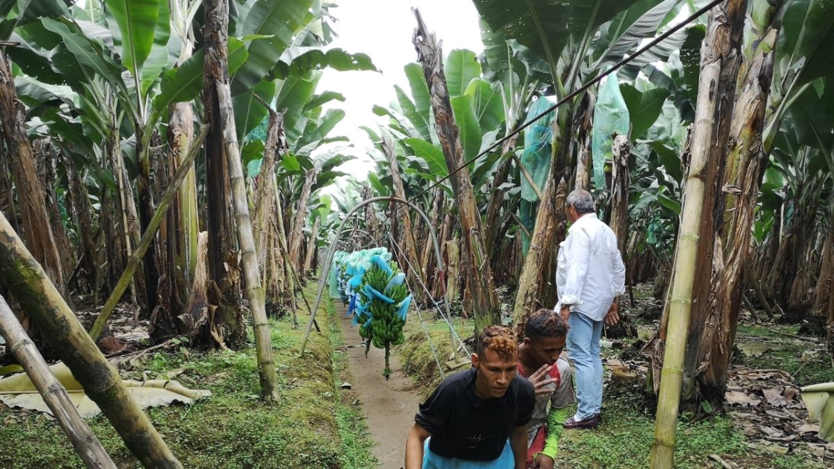 Exportaciones. Desde Valencia, provincia de Los Ríos, sale banano hacia el mercado turco.
