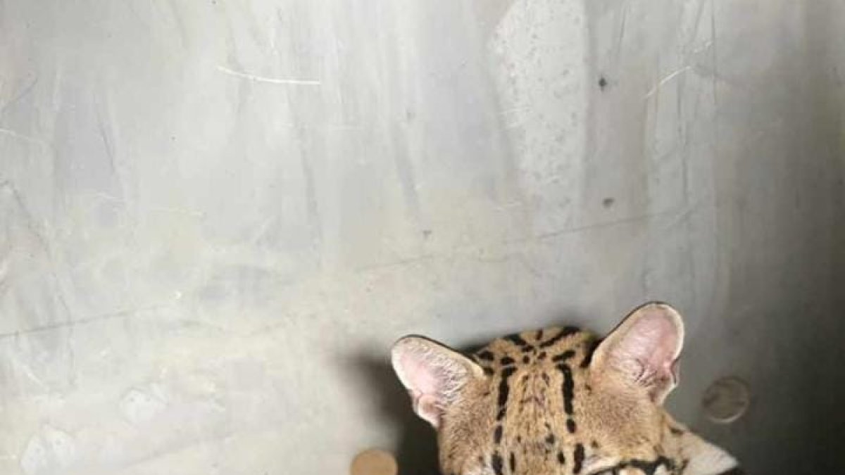 Una de los ejemplares liberados