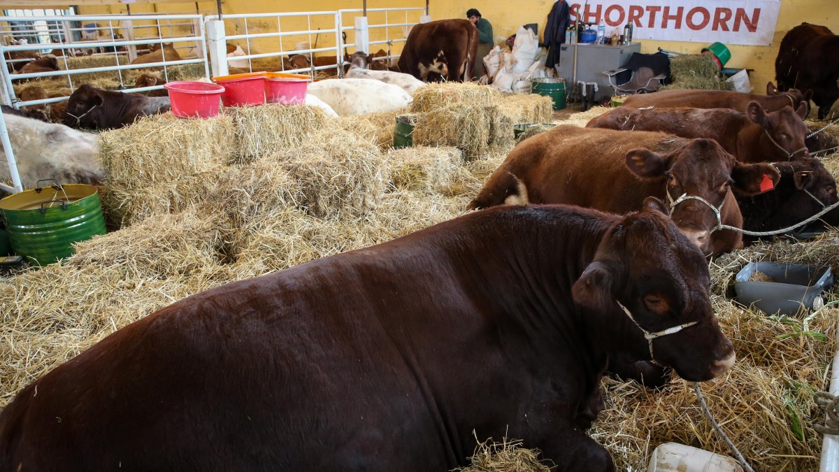 Enseñan a las vacas a ir al baño.