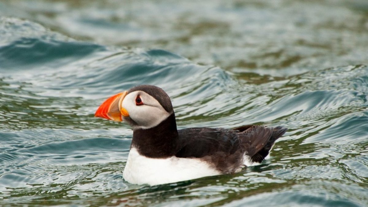 Un ejemplar de frailecillo atlántico.