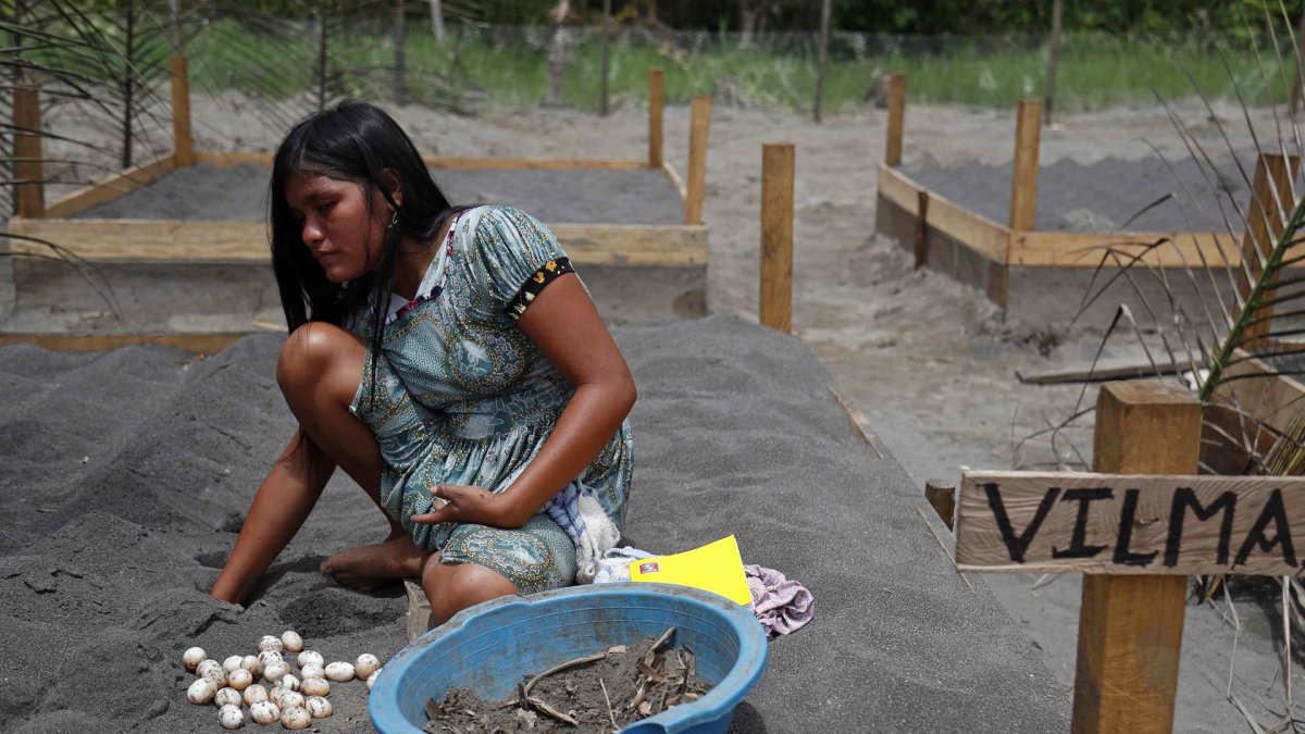 Una mujer Kandozi de la comunidad Musa Karusha siembra huevos de la tortuga Taricaya en unas playas artificiales.
