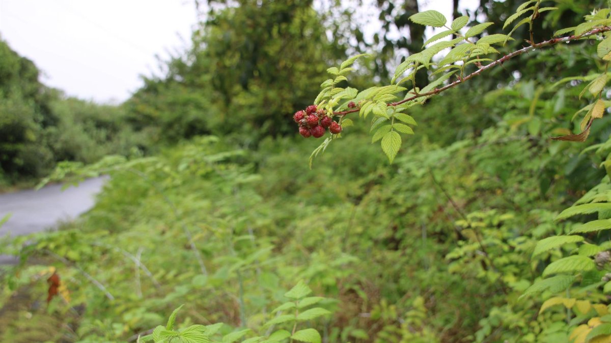 Fotografía que muestra un manto de mora silvestre en una hacienda de la Isla San Cristóbal, el 20 de agosto de 2021, en el archipiélago de Galapágos (Ecuador).