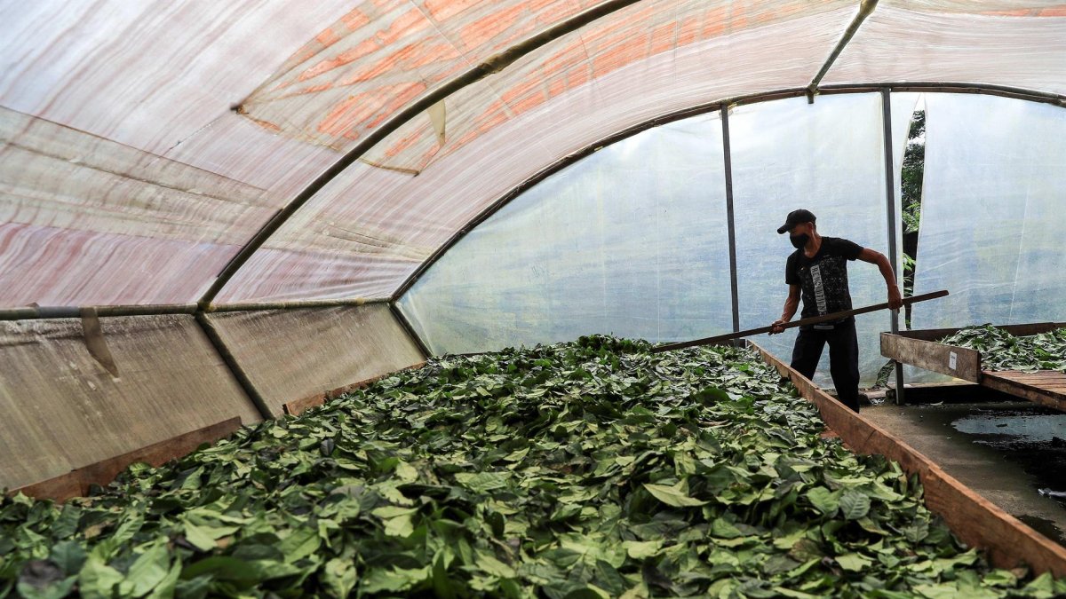 Fotografía de archivo del 9 de julio de 2020 de una planta procesadora de guayusa, en Archidona, en la Amazonía de Ecuador.