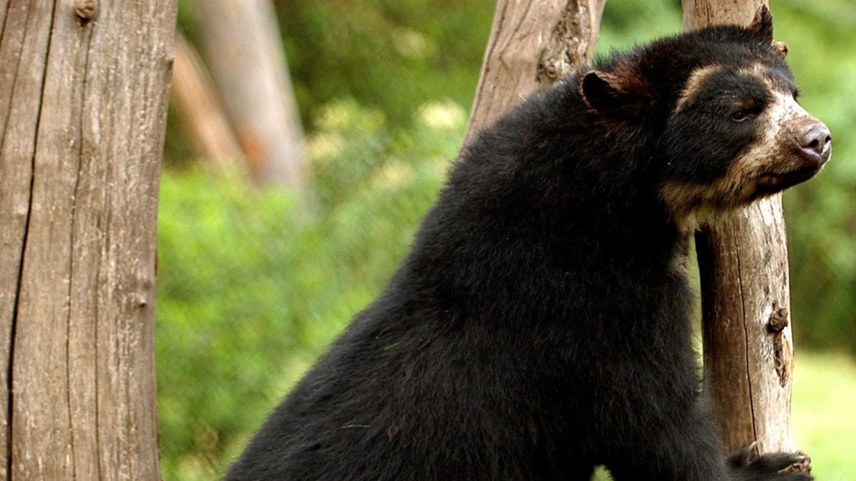Recientemente, las cámaras trampa grabaron al oso andino deambulando dentro de la reserva Narupa, de 1.802 hectáreas y creada en 2006.