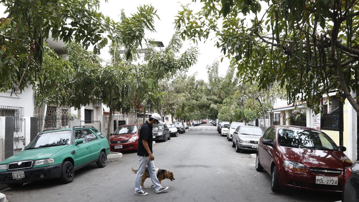 Escenario. Lluvia de oro es la especie que más se destaca a lo largo de la arteria.