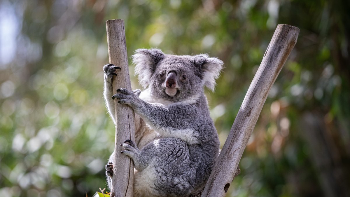 Gran parte de la población de koalas (