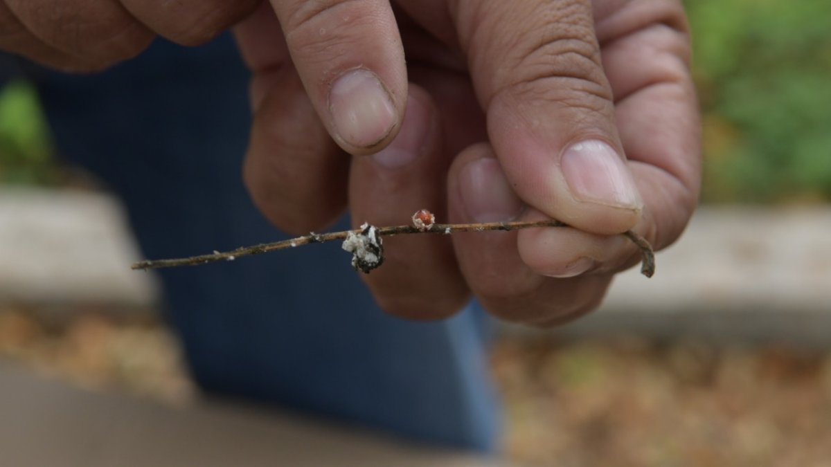 Hecho. La mariquita es un predador natural que se reproduce y crece en los frutos del samán.