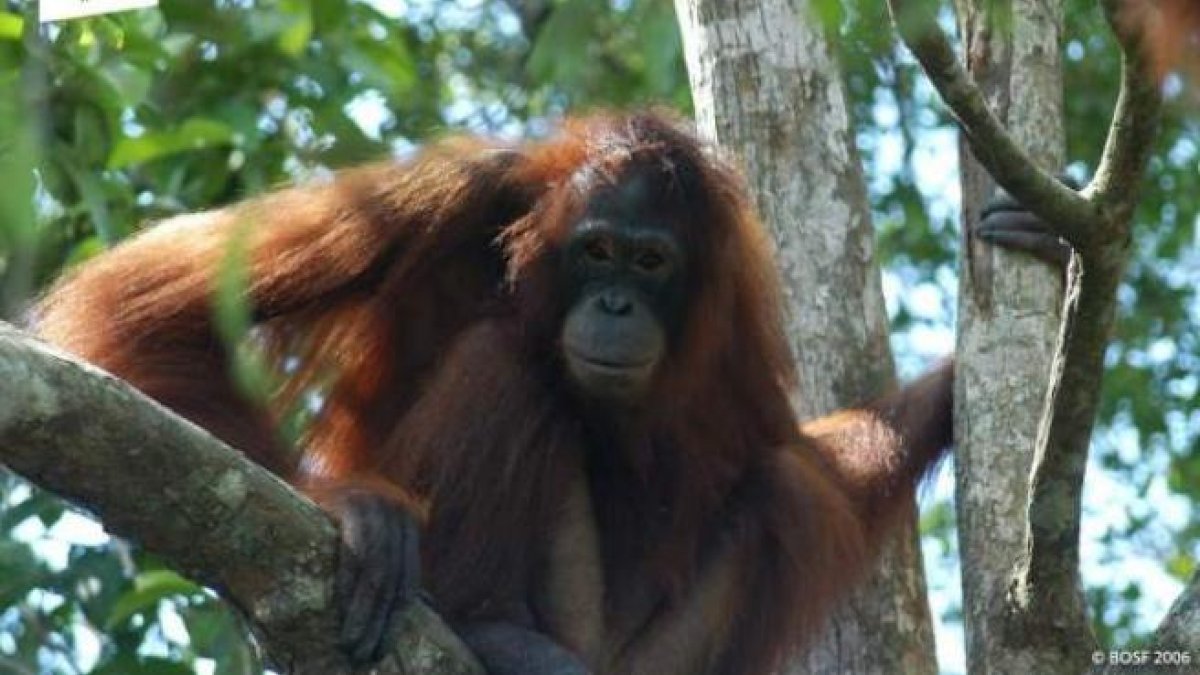 El zoo de Miami lamenta la muerte de una orangután de 44 años tras anestesia.