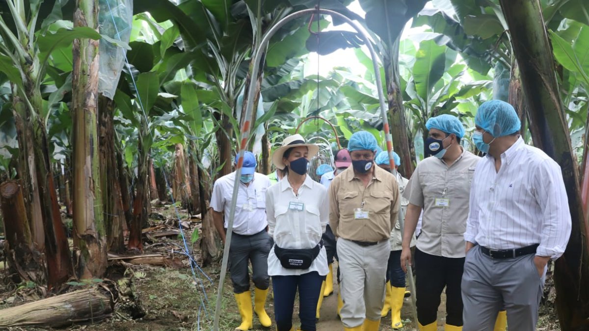 Visita. El cuerpo diplomático de Rusia y UE recorre una de las fincas bananeras en la provincia de Los Ríos.