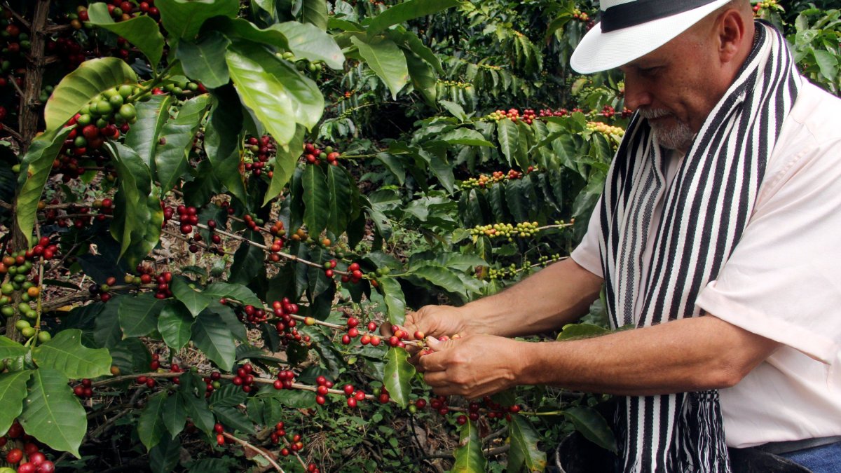 Producción. En el país hay fincas donde se busca cultivar café con los más altos estándares y comercio justo.