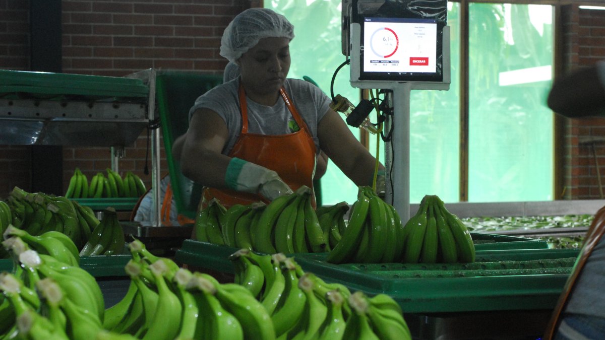 Ventas. Los envíos del banano descendieron un 5%, hasta agosto.