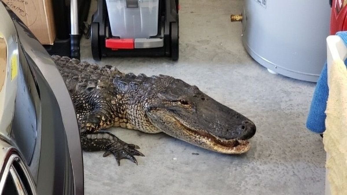 Una persona que circulaba por el lugar escuchó a la mujer pidiendo ayuda y llamó al teléfono de emergencia, informó el cuerpo de bomberos de la ciudad.