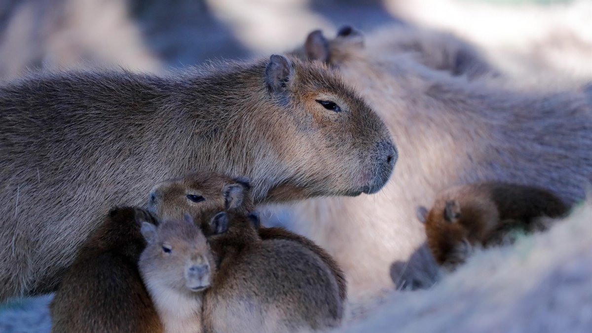 Fotografía de varios carpinchos en el complejo de Barrios Privados 