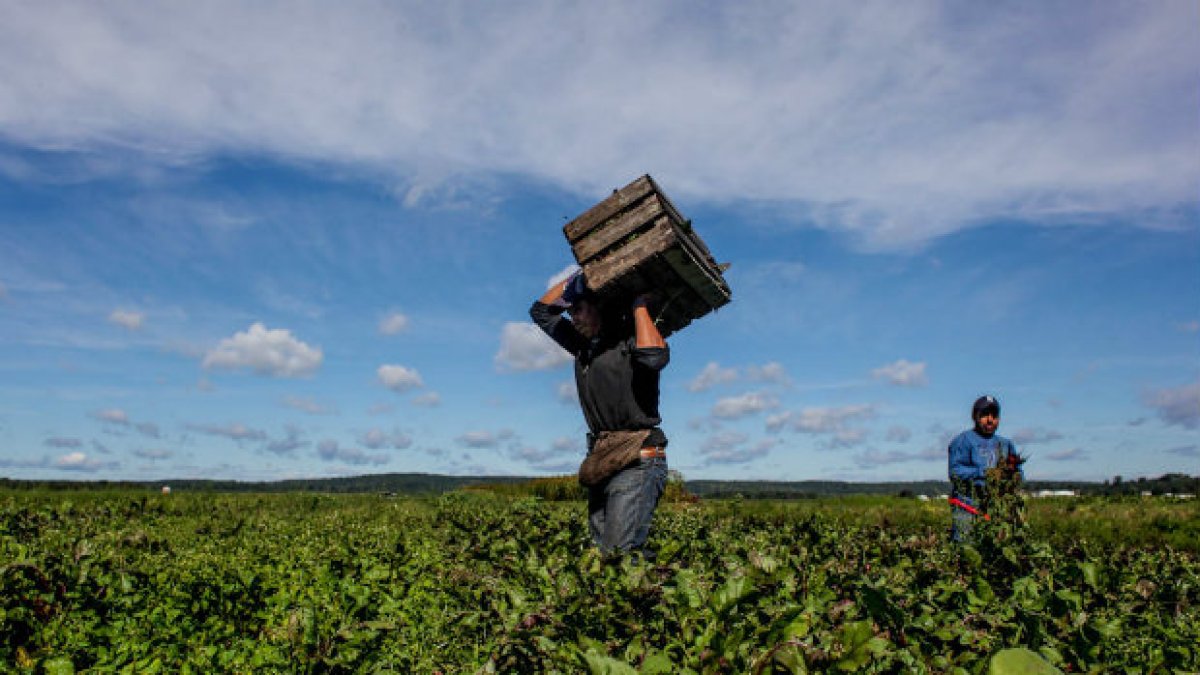 Migrantes trabajan en Estados Unidos. El flujo al país se ha incrementado en los últimos años.