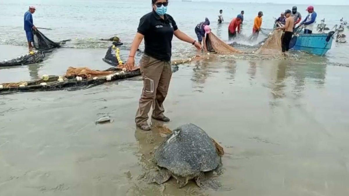 Acción. La tortuga fue atrapada en el sector Las Conchas, en Salinas.