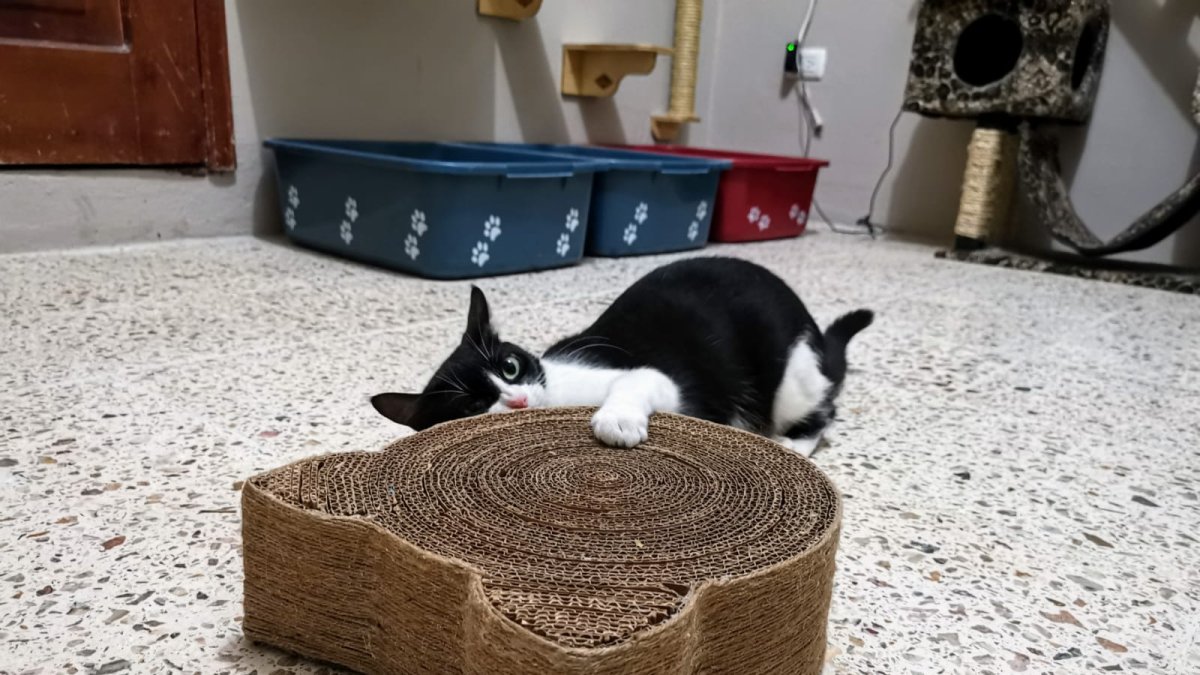 Los gatos reaccionan de maneras distintas ante el catnip. Algunos incluso parecen cazar ratones imaginarios.