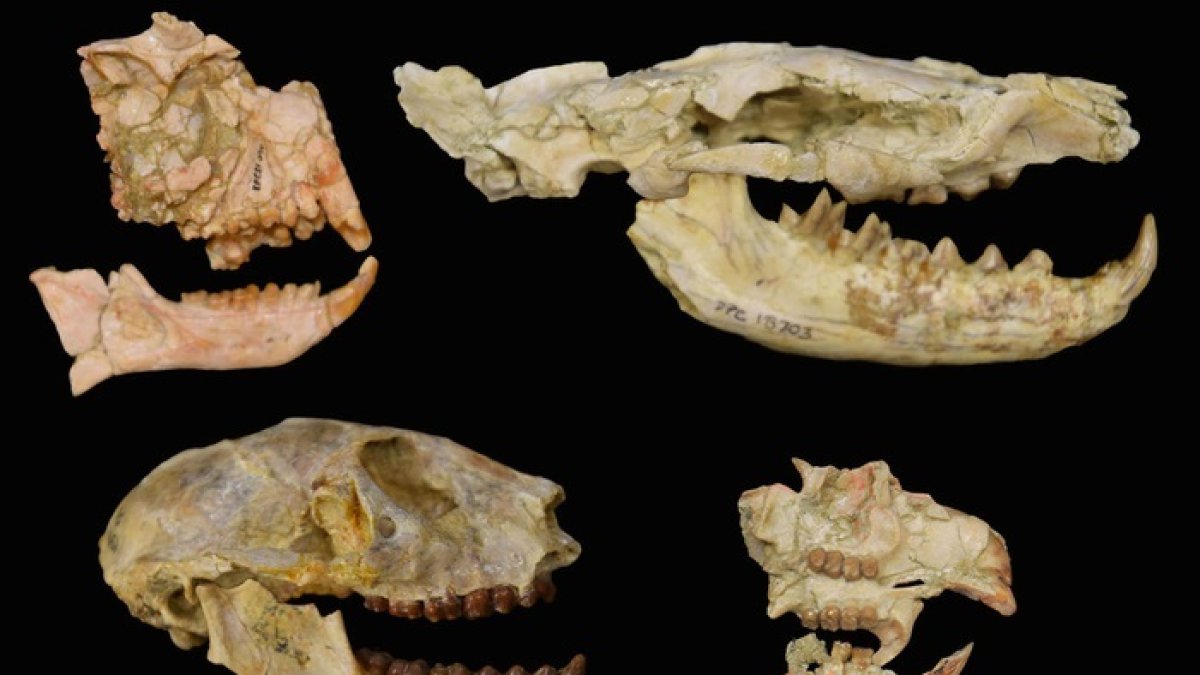 Fósiles de los grupos clave utilizados para desvelar la extinción del Eoceno-Oligoceno en África.