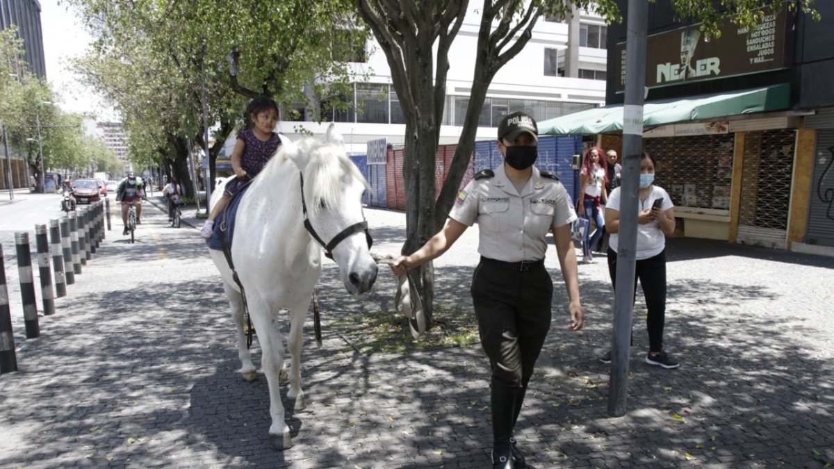Equinos. Los niños podrán subirse a los caballos de la policía montada.
