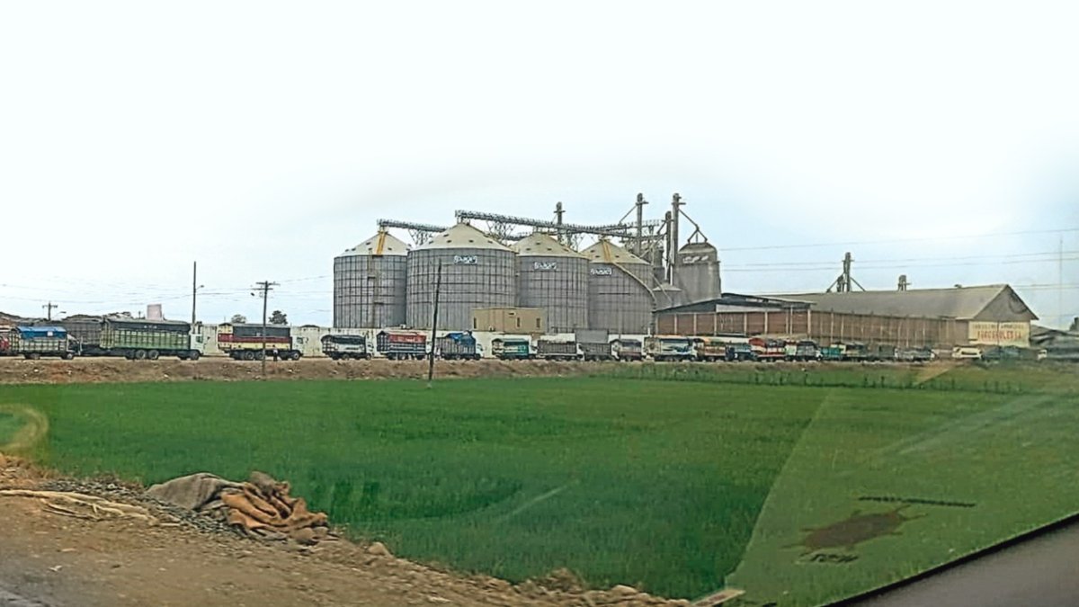 Pese a la crítica situación del sector, los productores del cantón Daule continúan sembrando. Pero en piladoras de Babahoyo los carros cargados no pueden desembarcar.