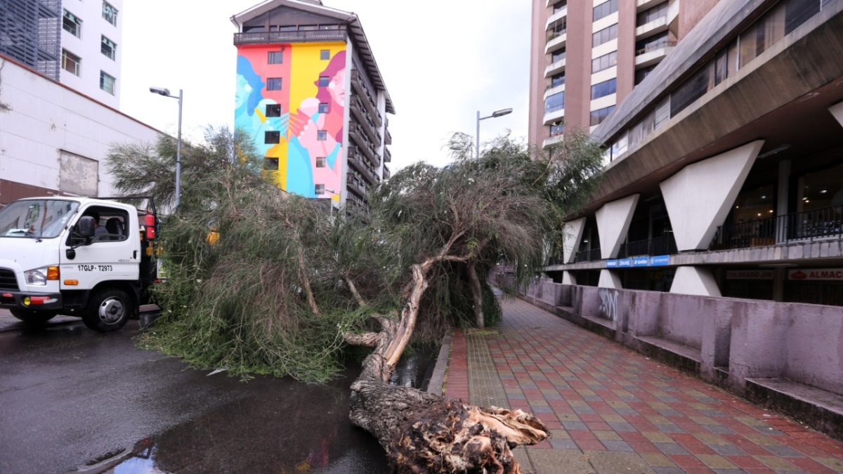 Bloqueo. Un árbol cayó sobre la avenida Diego de Almagro, en el centro.
