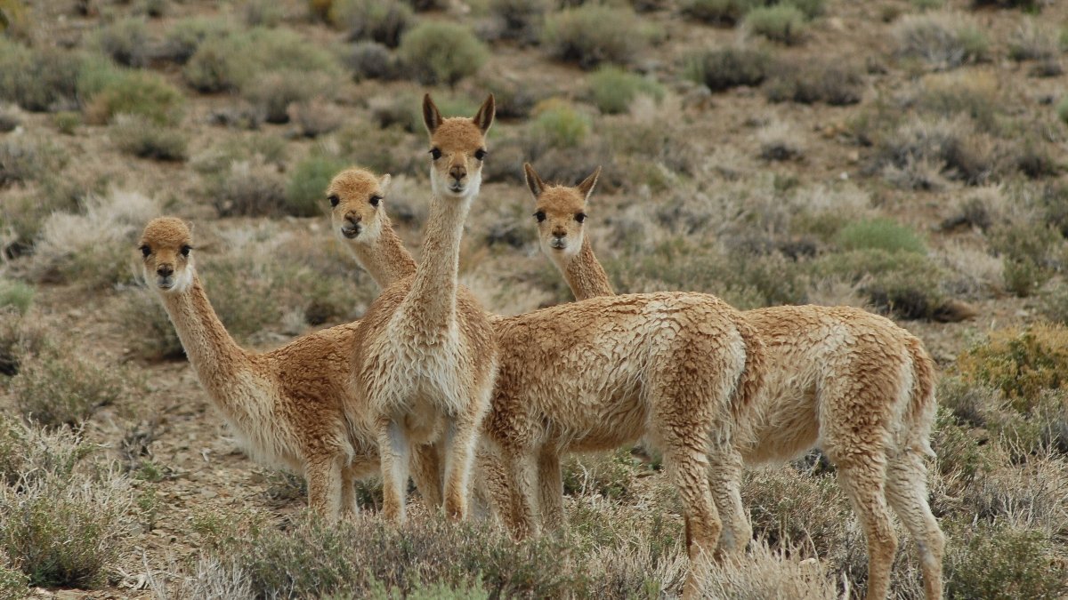 Fotografía a tomada en la región norte la Puna, que muestra un grupo de vicuñas.