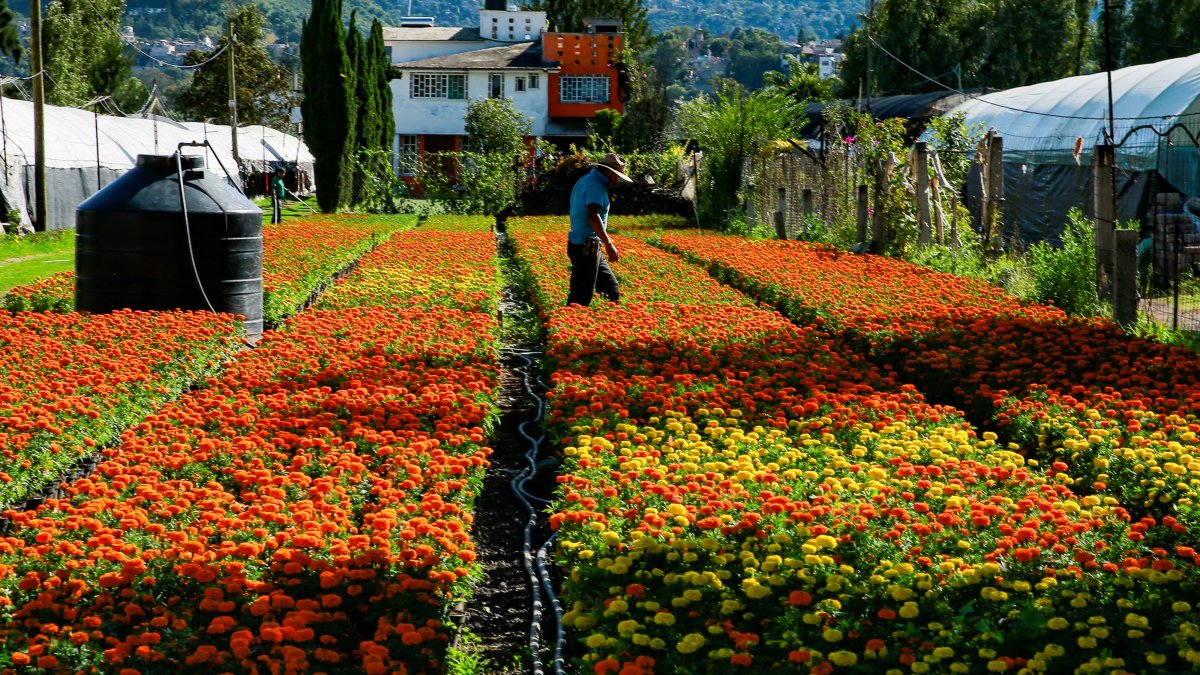 La producción de la flor de cempasúchil en el sur de la Ciudad de México, es inmensa.
Carlos Ramírez / EFE