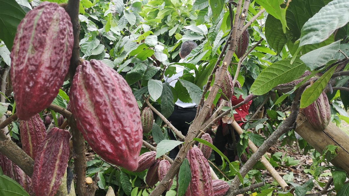 Los productores aún no aprovechan el potencial de CCN-51