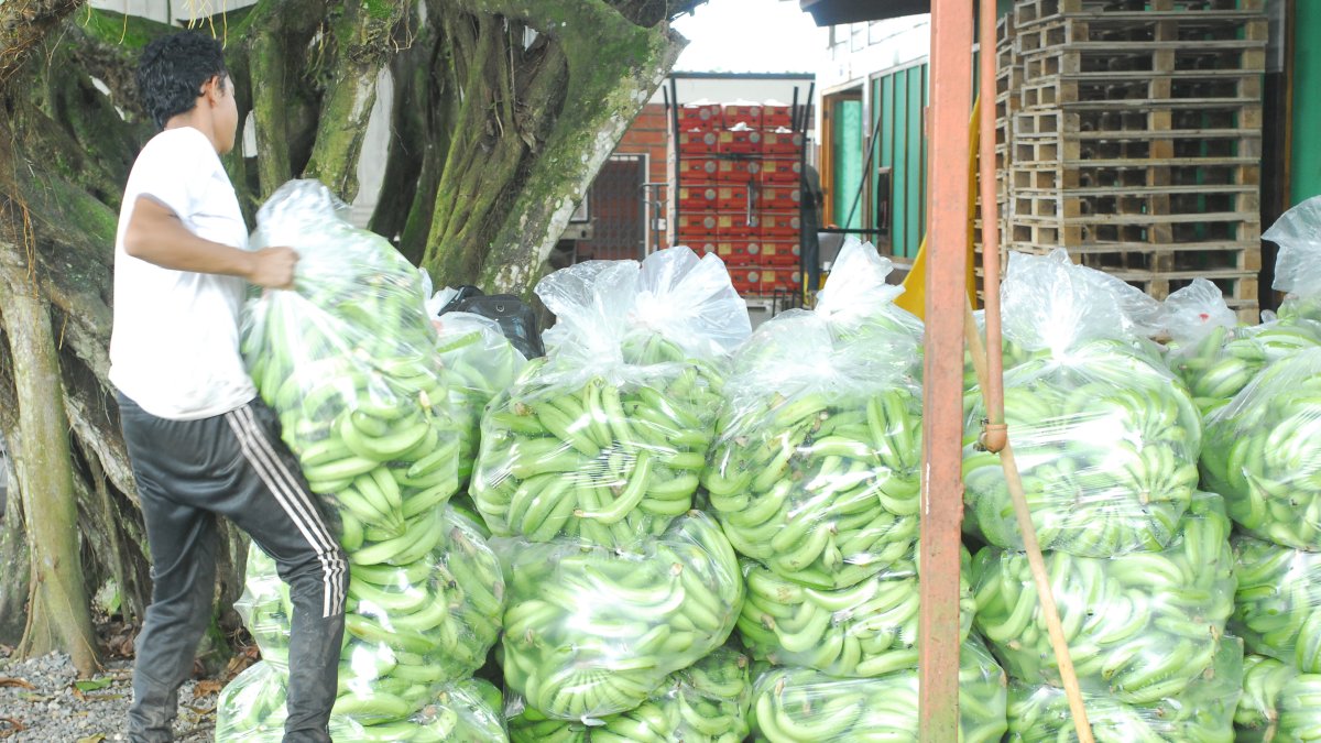 Los bananeros quieren apoyo para la vigilancia fitosanitaria.