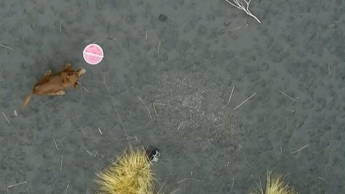 Los drones, que pertenecen a la empresa Aerocamaras, están dotados con un sistema pionero de red de captura y suelta en caso de emergencia para animales de hasta 20 kilos aproximadamente.